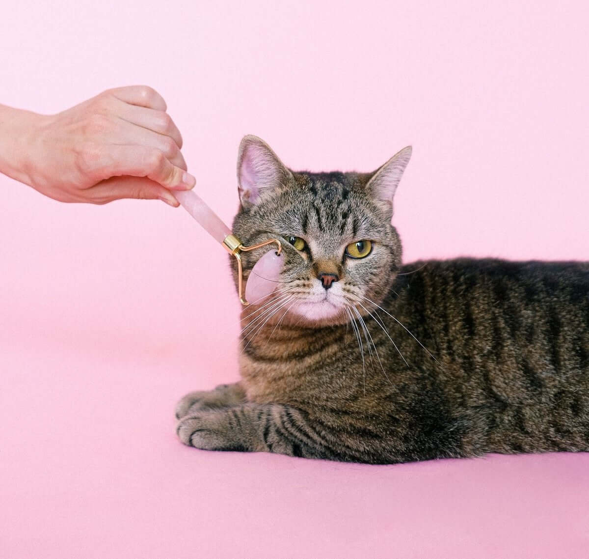 Hand using a facial roller on a relaxed tabby cat against a pink background.