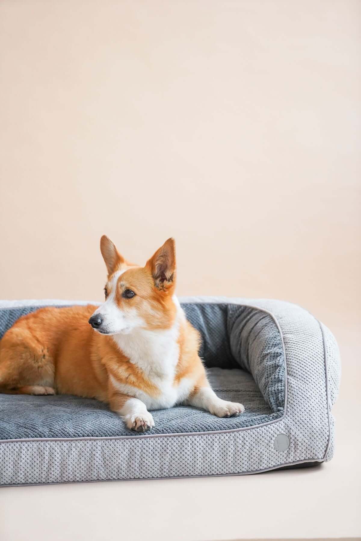 Corgi relaxing on a cozy dog bed with a neutral background, showcasing comfort and pet furniture.
