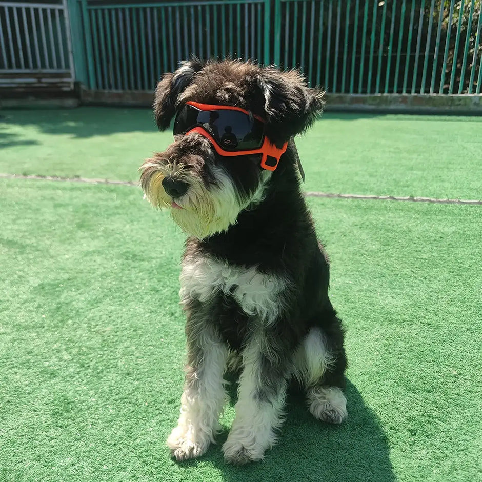 Stylish UV Protection Sunglasses for Dogs - Perfect Eyewear for Outdoor Adventures with Small and Medium Breeds