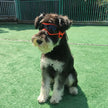 Stylish UV Protection Sunglasses for Dogs - Perfect Eyewear for Outdoor Adventures with Small and Medium Breeds