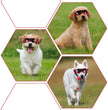 Stylish UV Protection Sunglasses for Dogs - Perfect Eyewear for Outdoor Adventures with Small and Medium Breeds